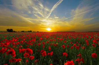 one-family-movement-poppy-field-sun-sunrise-world-peace